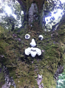 Face in a Tree